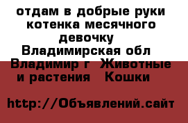 отдам в добрые руки котенка месячного девочку - Владимирская обл., Владимир г. Животные и растения » Кошки   